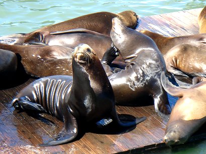 Sea Lions on the harbour front in San Francisco