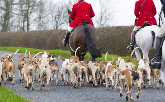 Horse and Hounds going on a Boxing Day Hunt