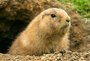  groundhog leaving his burrow on Groundhog Day