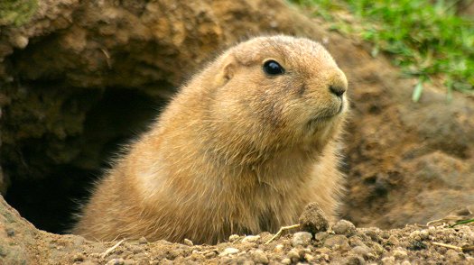 Gobbler Knob groundhog home