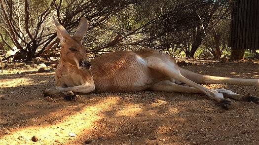 Australian kangaroo