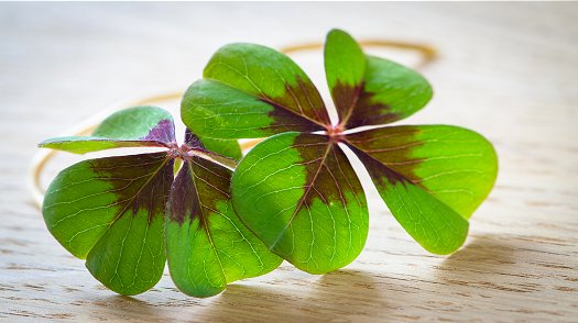 Shamrock the symbol of Irish pride