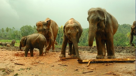 Elephants in the jungles of Sri Lanka